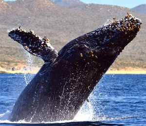 Cabo Whale Watching