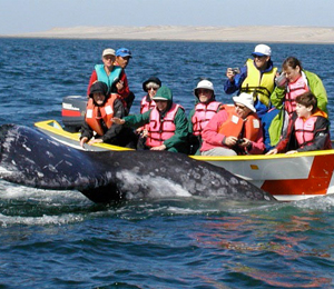 Whale Watching FAQ